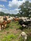 CATTLE REARING