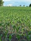 CORN PLANTATION
