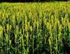 SORGHUM PLANTATION