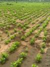 GROUNDNUTS PLANTATION