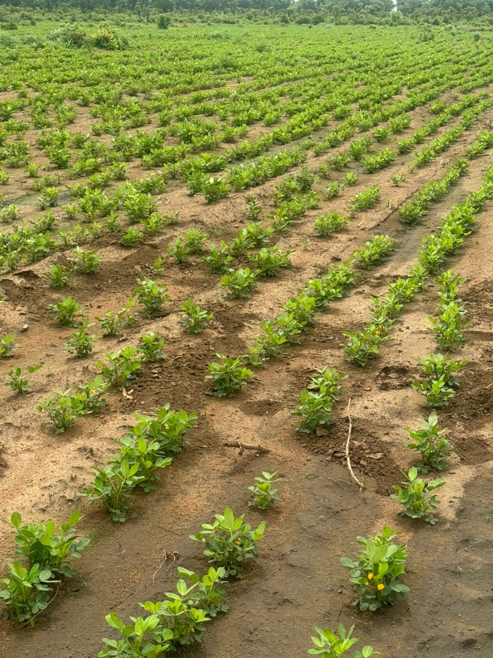 GRANDNUT PLANTATION