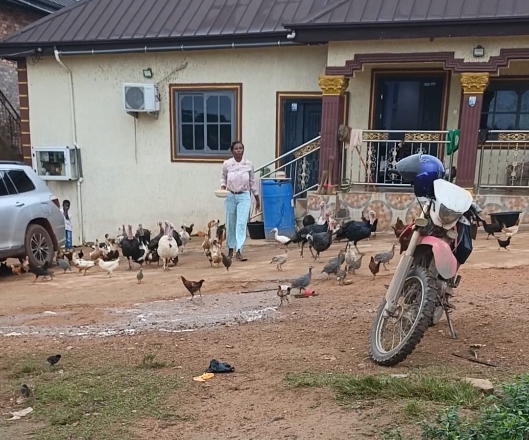 LOCAL POULTRY